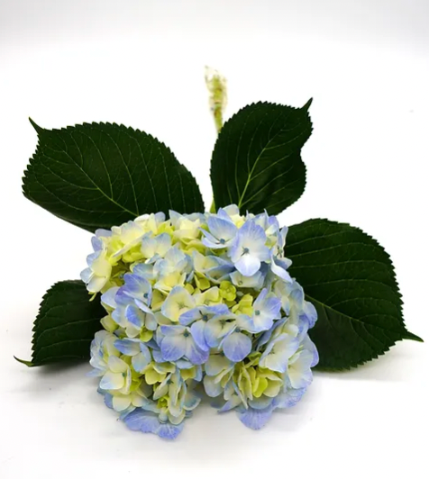 Hydrangea- Blue - 5 stem bunch