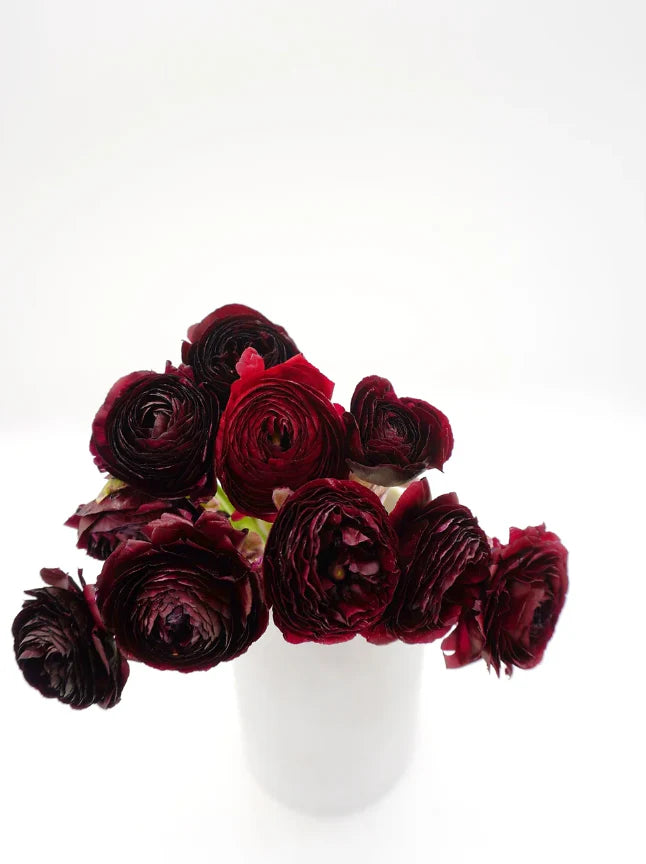 Ranunculus