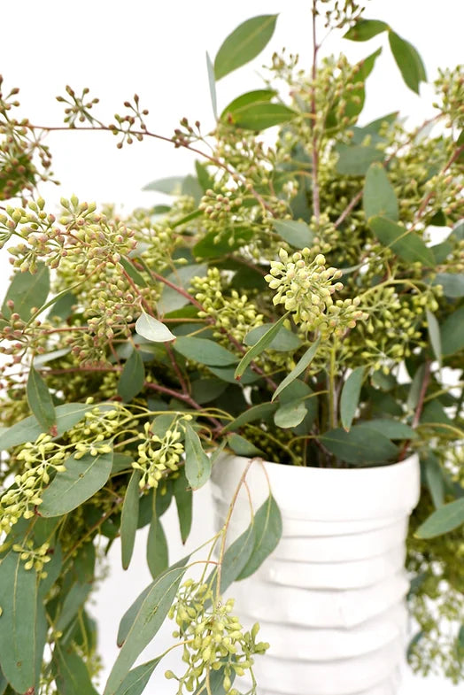 Seeded Eucalyptus - 10 stem bunch