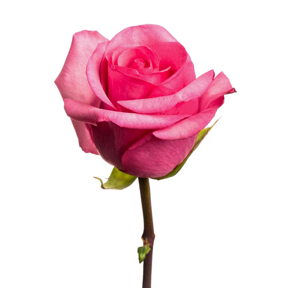 Showtime Stiletto - 25 stem bunch