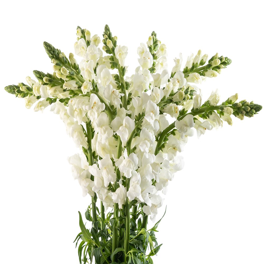 Snapdragon Bunch Snapdragon White - 10 stem bunch – Skyline Flowers