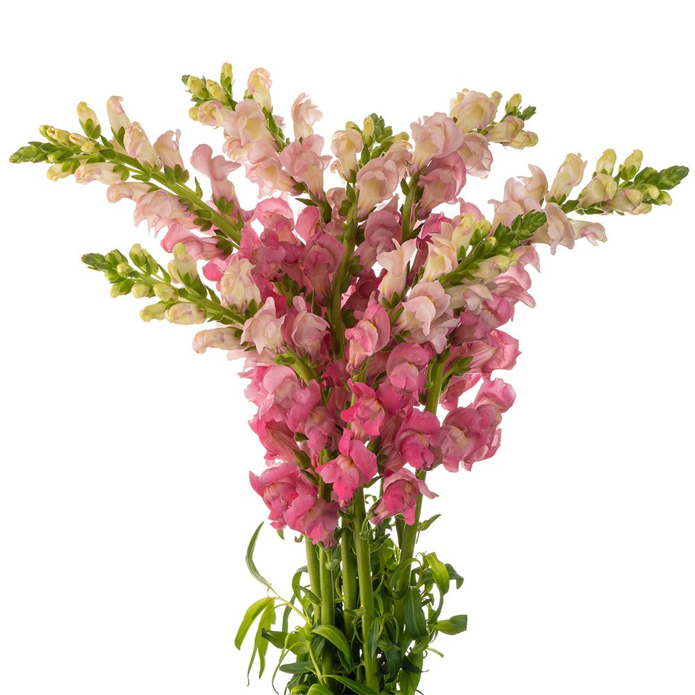 Snapdragon Bunch Snapdragon Hot Pink - 10 stem bunch – Skyline Flowers