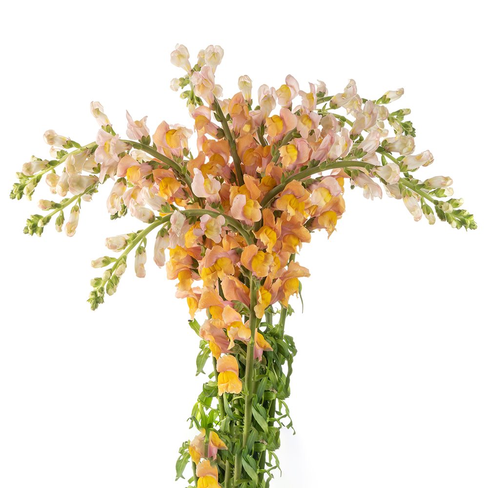 Snapdragon Bunch Snapdragon Orange - 10 stem bunch – Skyline Flowers