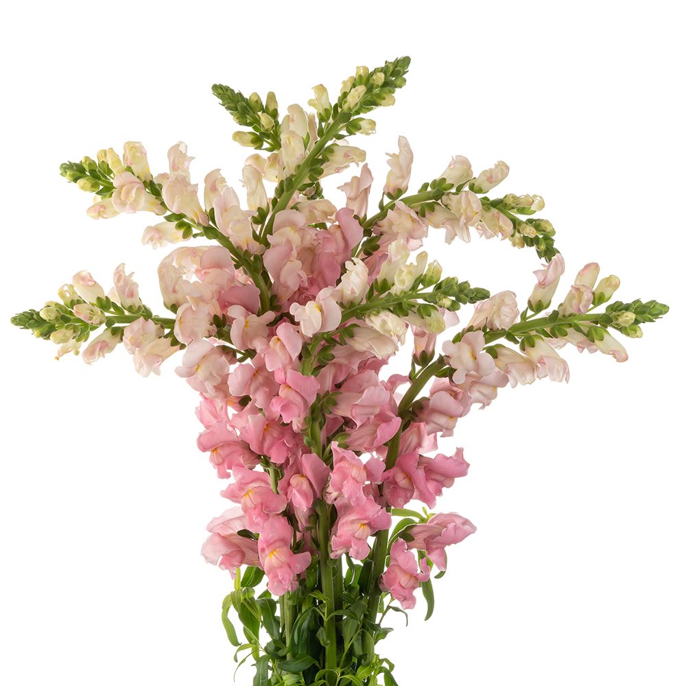 Snap Dragon Pink - 10 stem bunch