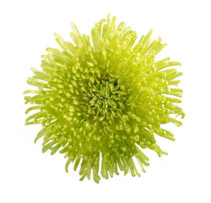 Spider Green - 10 stem bunch