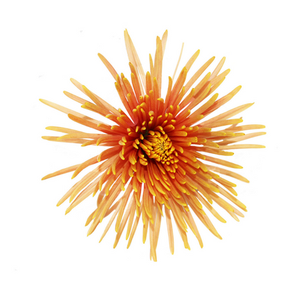 Spider Orange - 10 stem bunch