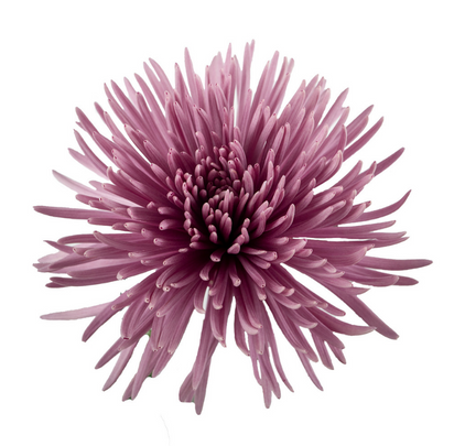 Spider Purple - 10 stem bunch