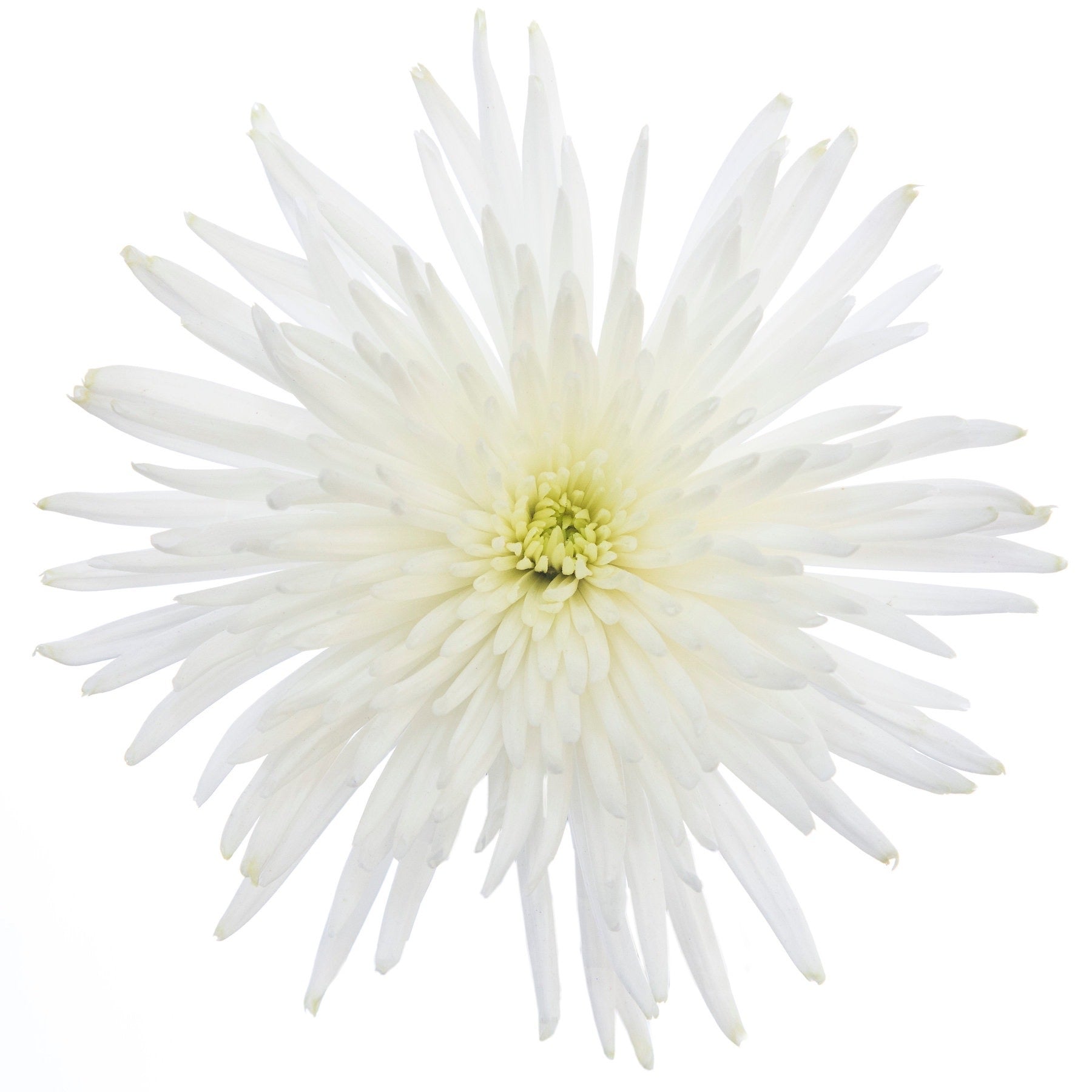 Spider White - 10 stem bunch