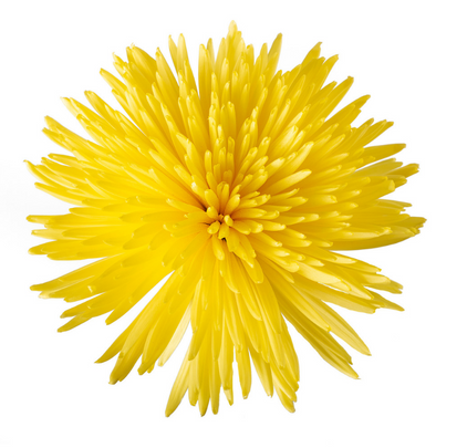 Spider Yellow - 10 stem bunch