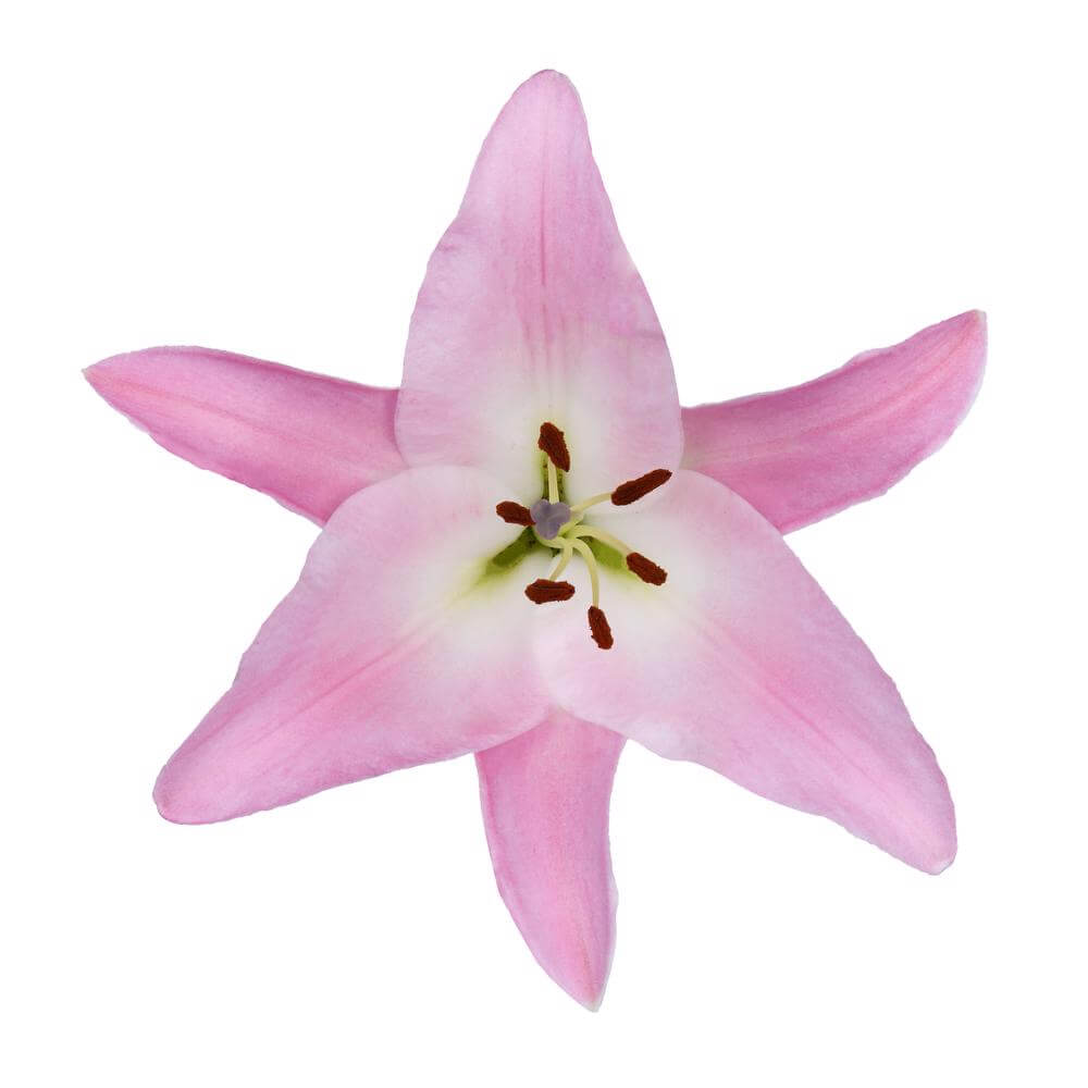 Oriental Lilly Table dance - 10 stem bunch