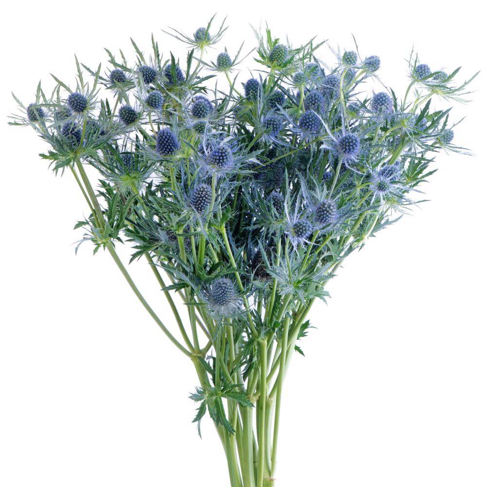 Thistle - 10 stem bunch