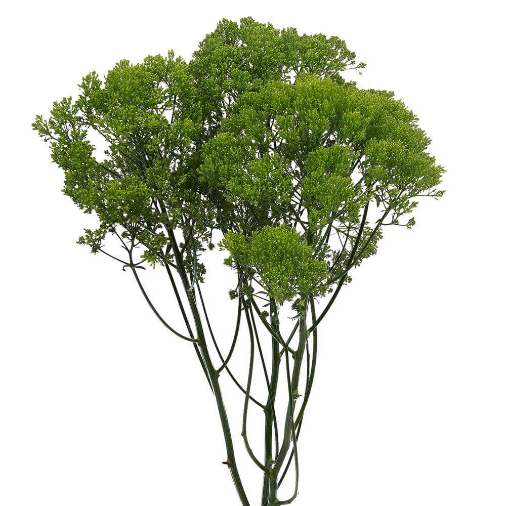 Trachelium Green - 10 stem bunch