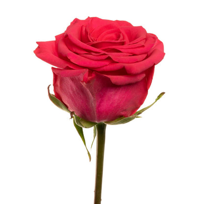 V.I. Pink - 25 stem bunch