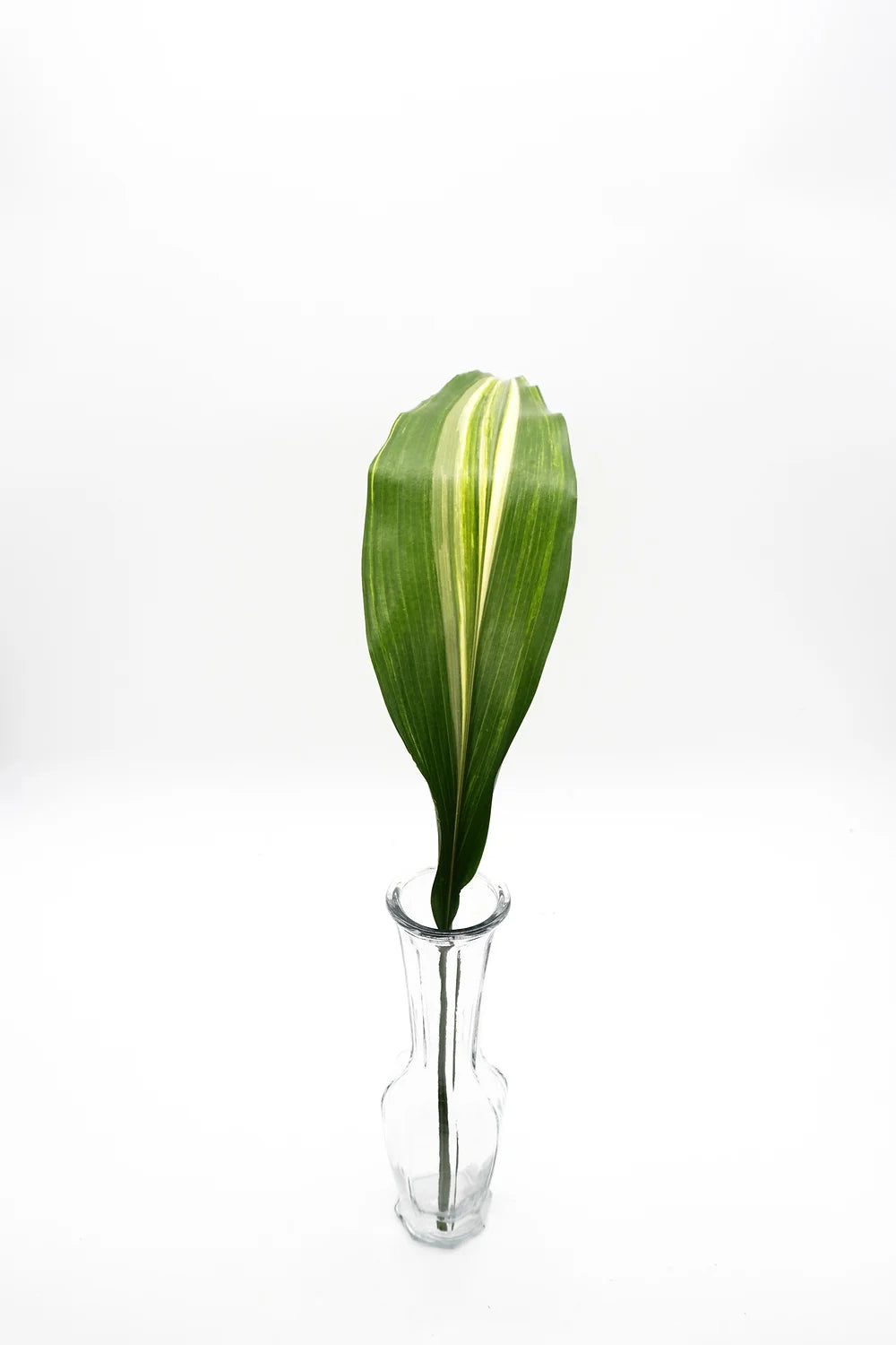 Variegated Aspidistra - 10 stem bunch