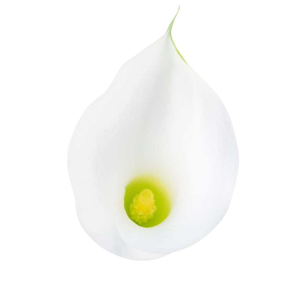 Mini Calla Lillies White - 10 stem bunch