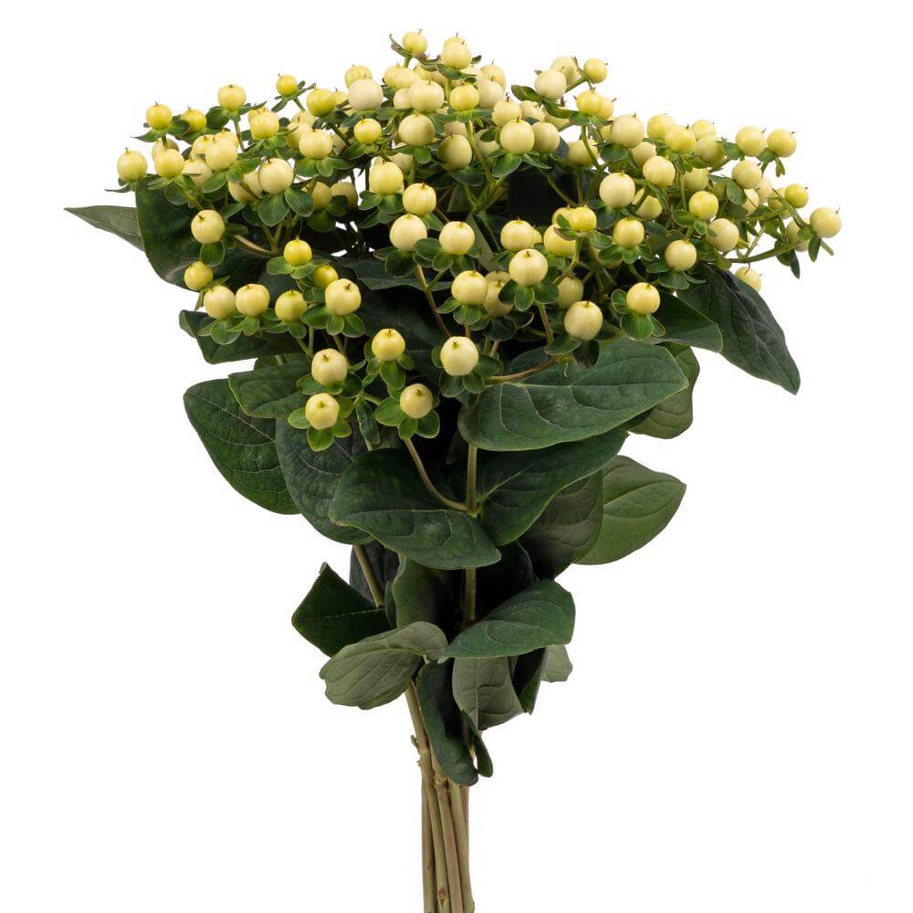 Hypericum White 10 stem bunch