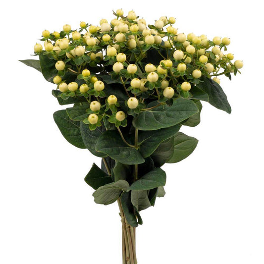Hypericum White 10 stem bunch