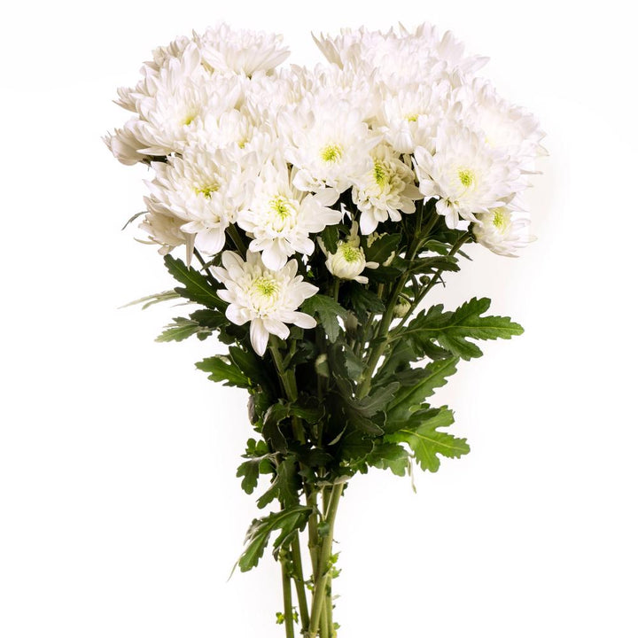 White Cushion Poms - 7 stem bunch