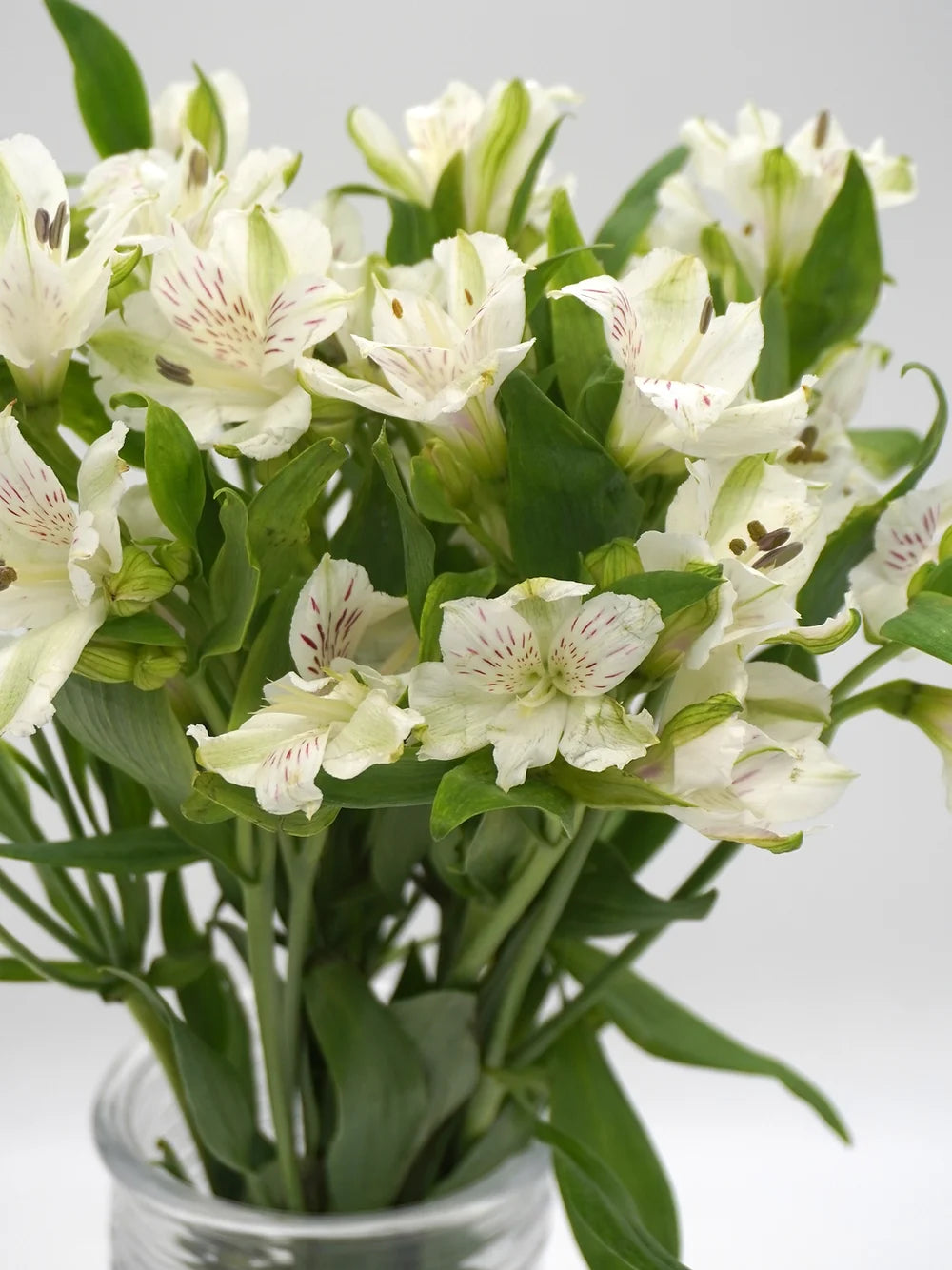 Alstroemeria - White