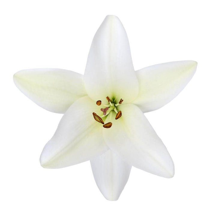 Hybrid Lilly White - 10 stem bunch