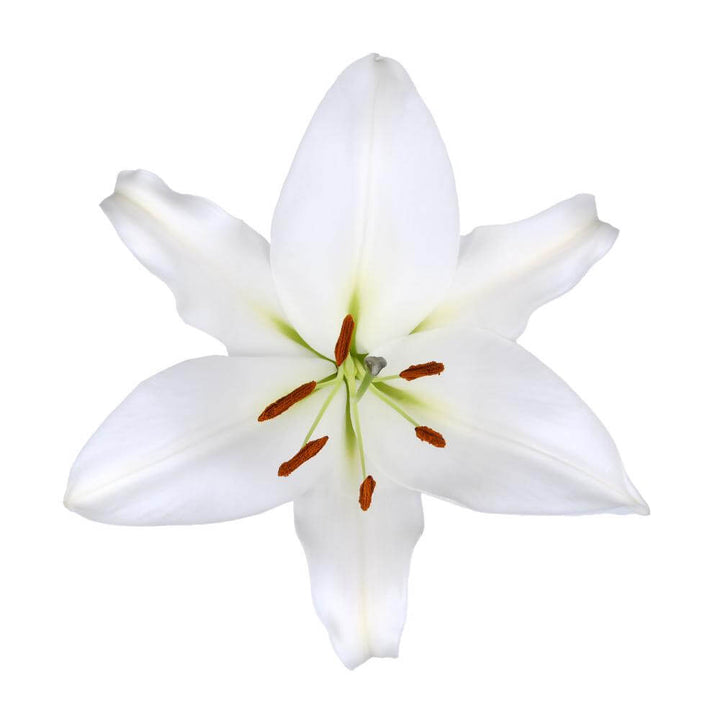 Oriental Lily  White - 10 stem bunch