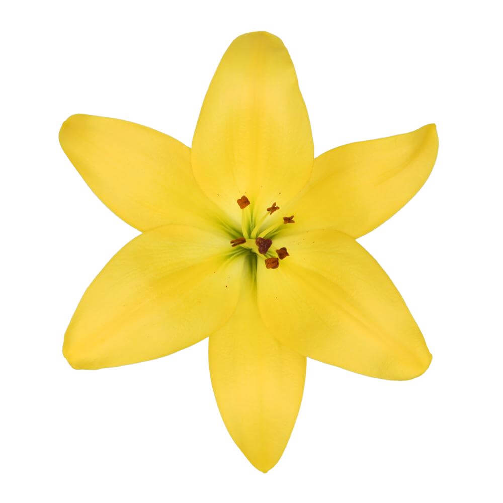 LA Hybrid Lilies – Skyline Flowers