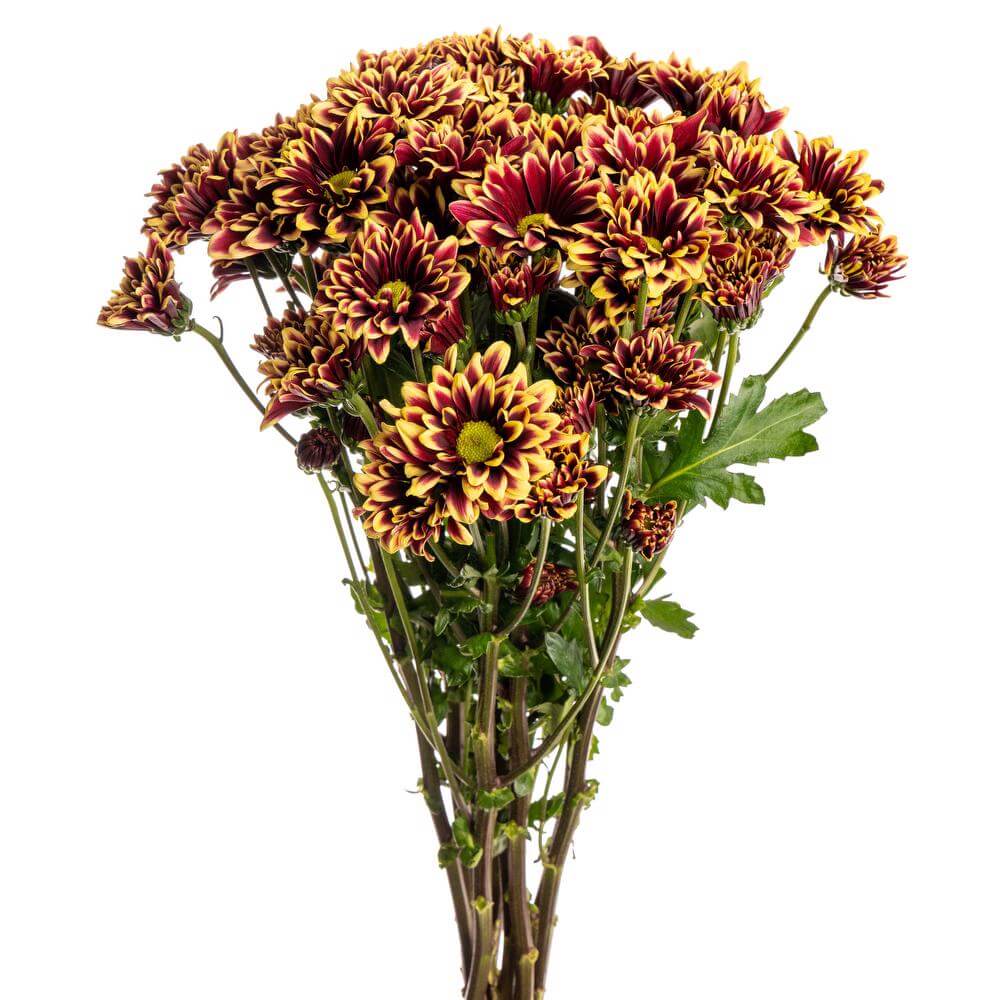 Yellow Oronoko - 7 stem bunch