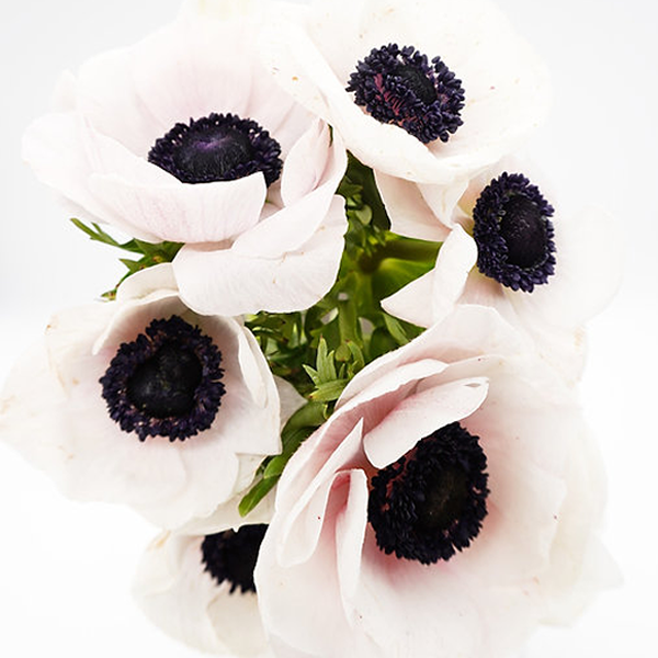 Anemones