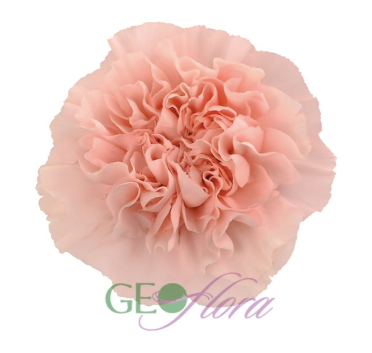 Carnation Bi-Color Coral - 25 stem bunch