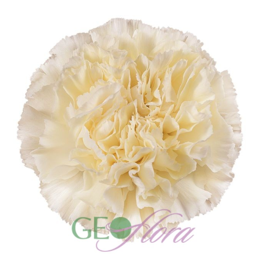 Carnation Ivory - 25 stem bunch