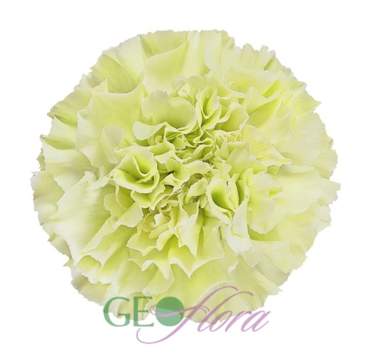 Carnation Green - 25 stem bunch