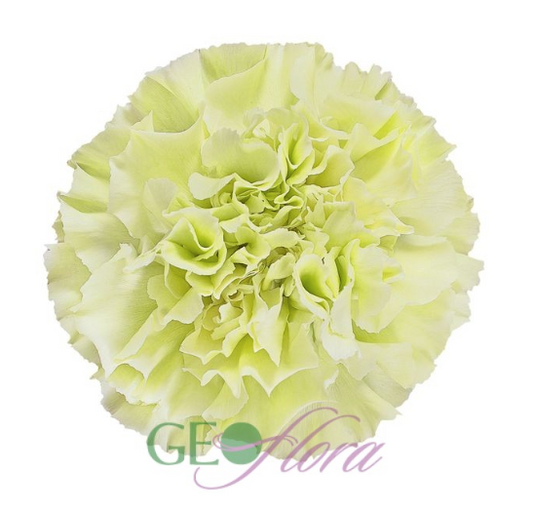 Carnation Green - 25 stem bunch