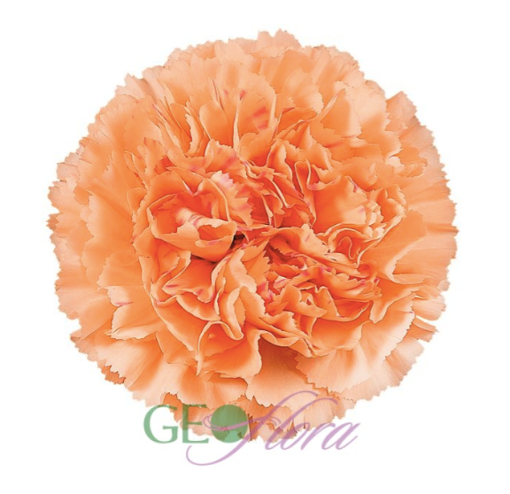 Carnation Soft Orange - 25 stem bunch