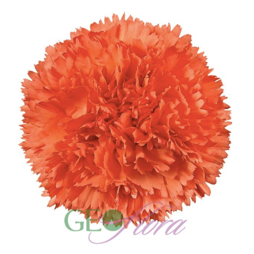 Carnation Orange - 25 stem bunch