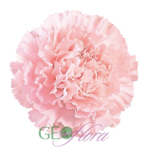 Carnation  Light Pink - 25 stem bunch