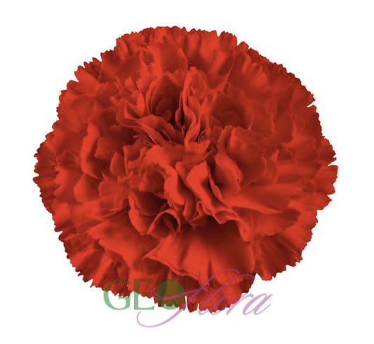 Carnation Red - 25 stem bunch