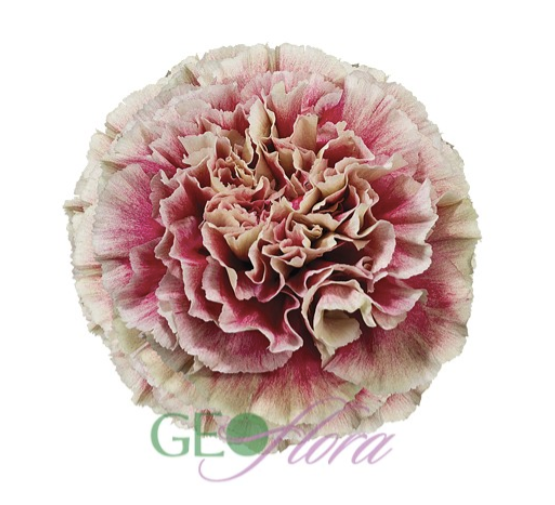 Carnation Vintage Merletto - 25 stem bunch