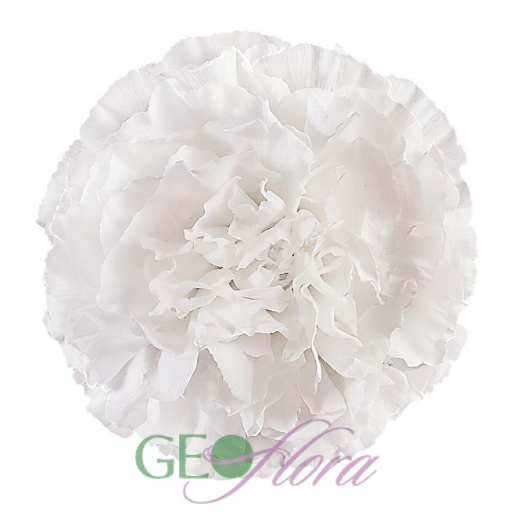 Carnation White - 25 stem bunch