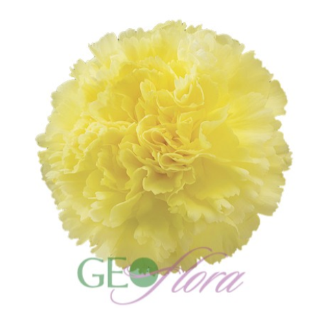 Carnation Yellow - 25 stem bunch