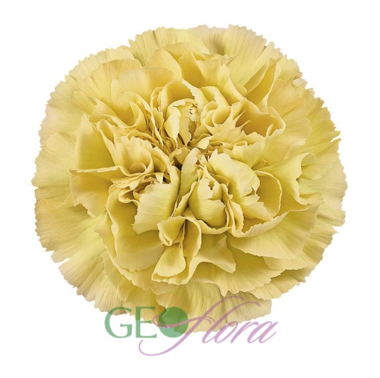 Carnation Yellow Mustard - 25 stem bunch