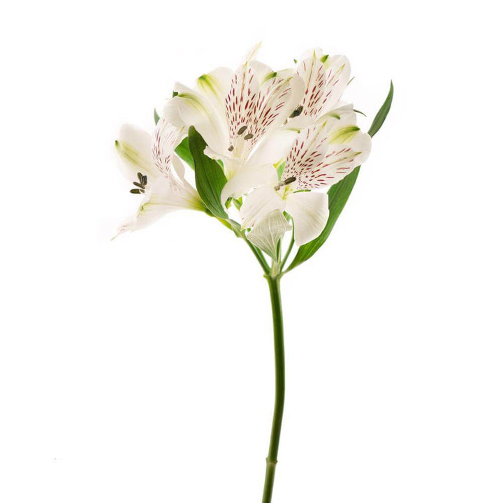 Alstroemeria White - 10 stem bunch